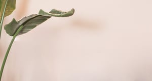 Picture with a pink background and a plant