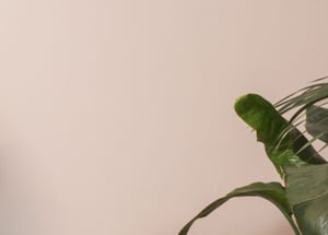 Picture with a pink background and a plant